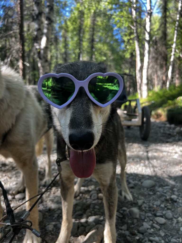 A dog wearing heart-shaped sunglasses, with its tongue out, standing in a forested area.
